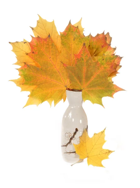 花瓶の葉 — ストック写真