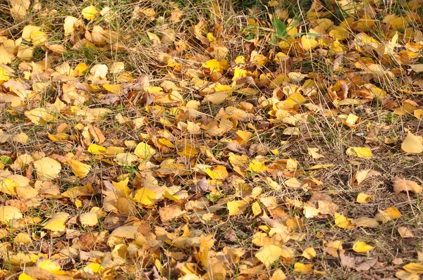 地球上の葉 — ストック写真