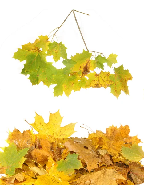 葉とメープルの枝 — ストック写真