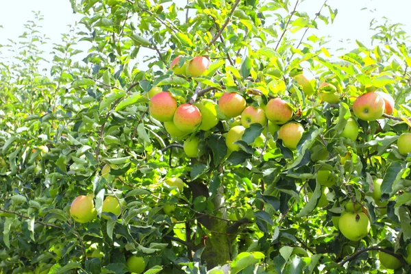 Pommiers chargés de pommes dans un verger en été — Photo