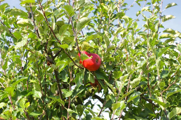 Bela maçã vermelha em um ramo abaixo de um céu azul — Fotografia de Stock