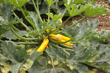 Yellow Zucchini with flowers in vegetable garden