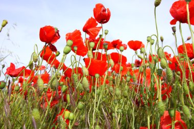 poppies bahar Fransa alanları