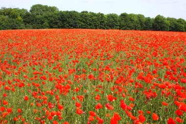 poppies bahar Fransa alanları