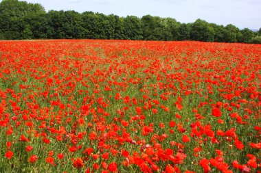 poppies bahar Fransa alanları