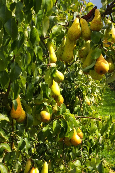 PEAR bomen beladen met fruit in een boomgaard in de zon — Stockfoto