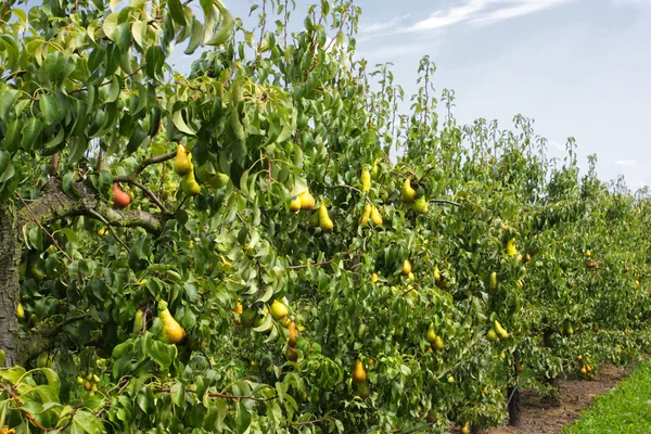 Perales cargados de fruta en un huerto al sol — Foto de Stock