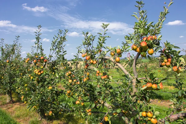 Apfelbäume beladen mit Äpfeln in einem Obstgarten im Sommer — Stockfoto