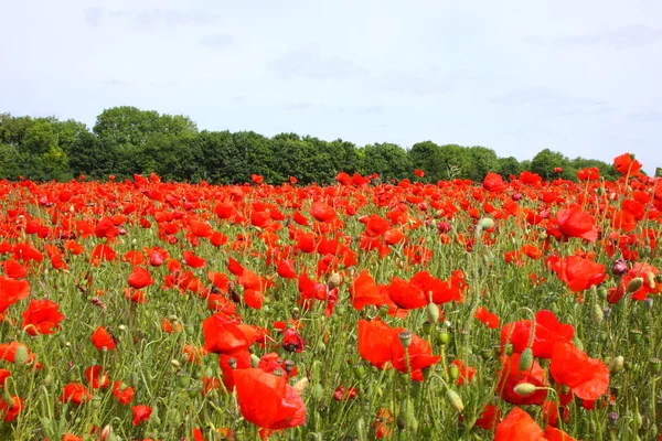 Campos de amapolas en primavera en Francia — Foto de Stock