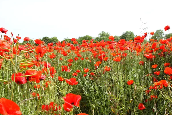 Fields of poppies in spring in France — Stock Photo, Image