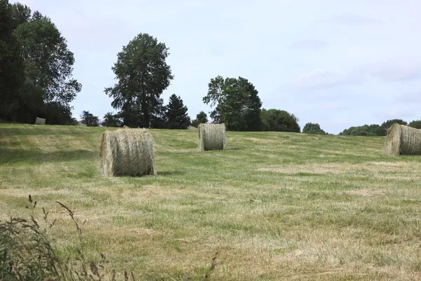 Rurale landschap, balen hooi in een veld in het voorjaar van — Stockfoto