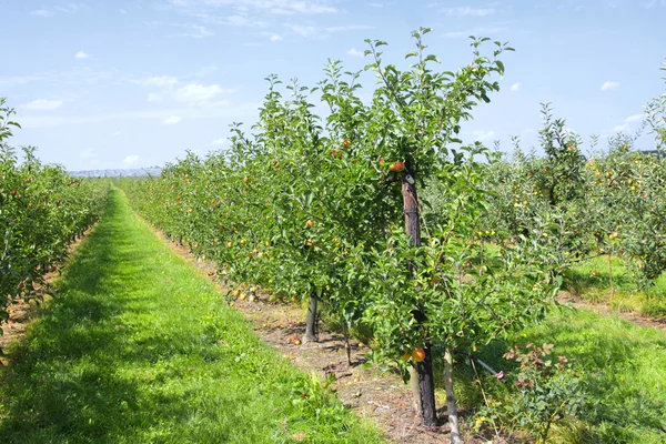 Apple trees loaded with apples in an orchard in summer — Stock Photo, Image