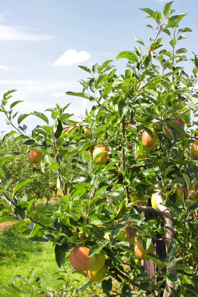 Appelbomen geladen met appels in een boomgaard in de zomer — Stockfoto