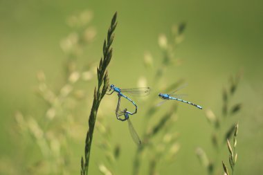 blueT şeklinde kalbine bir bıçak çimen kaplin