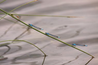 Bluet placed on a reed near the water clipart