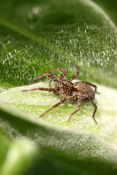 Spider photographed close up on a green leaf — Stock Photo, Image