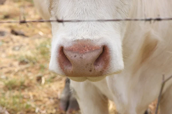 Nariz primer plano de una variedad de vacas Charolais —  Fotos de Stock