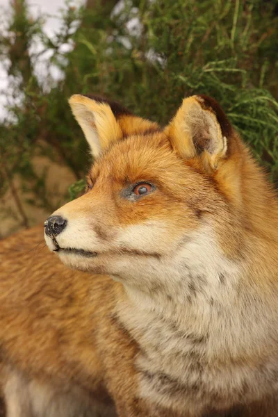 Perfil em close de uma raposa de pelúcia — Fotografia de Stock