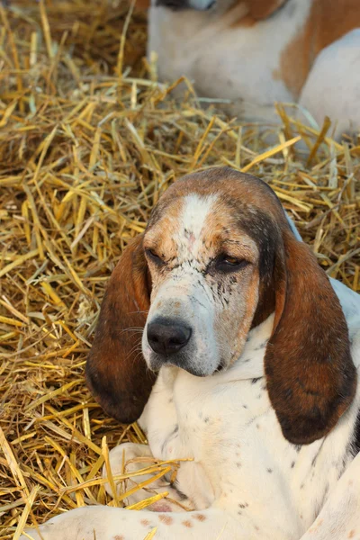 Cabeza de un viejo rostro de perro de caza cubierto de cicatrices —  Fotos de Stock