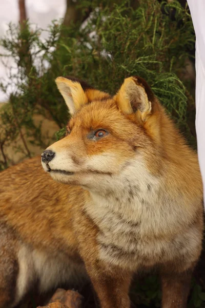 Perfil en primer plano de un zorro disecado — Foto de Stock