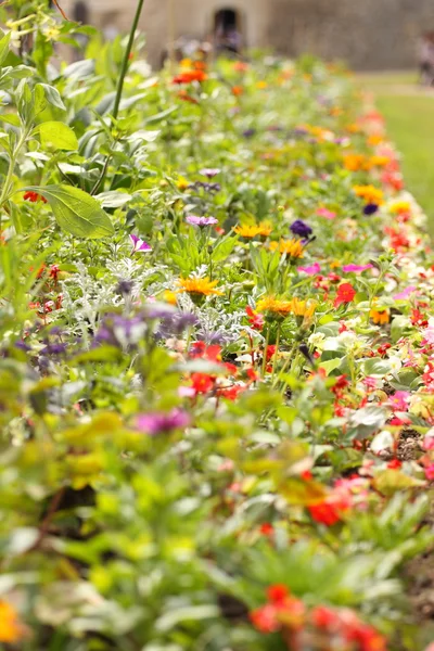 Jardín de hermosas flores de todos los colores — Foto de Stock