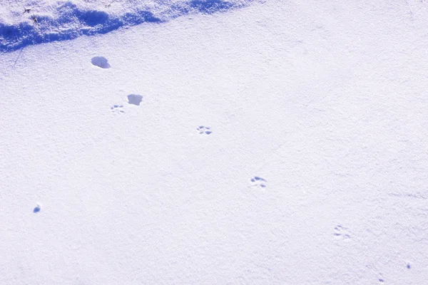 Fox poot prenten in de sneeuw in de winter — Stockfoto