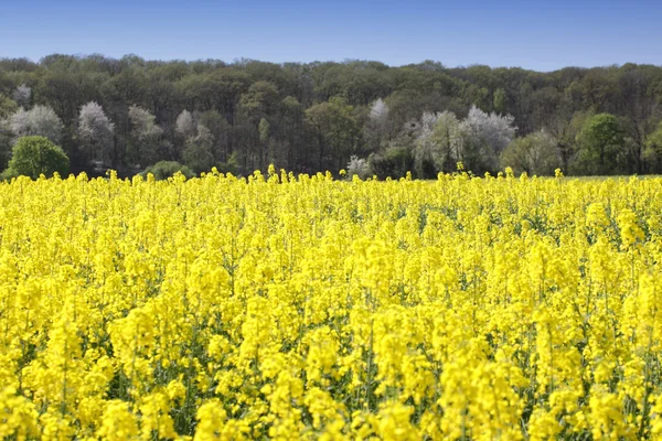 Landschaft eines blühenden Rapsfeldes im Frühling auf dem Land — Stockfoto