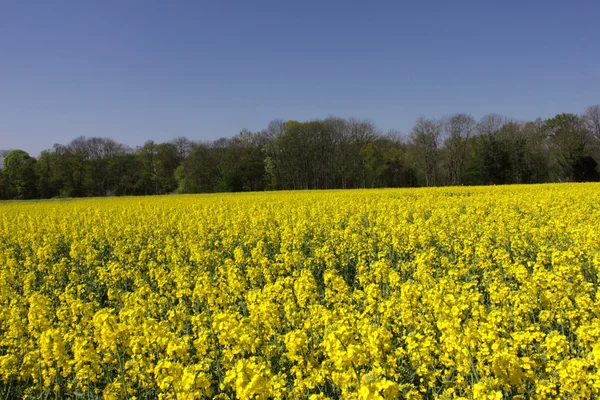 Paisagem de campos de estupro em flor na primavera no campo — Fotografia de Stock
