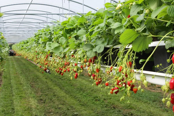 Cultivo en un invernadero de fresas y fresas — Foto de Stock
