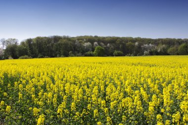 Landscape of a rape fields in bloom in spring in the countryside