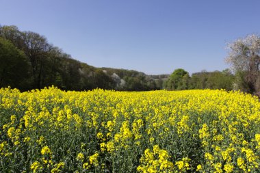 Landscape of a rape fields in bloom in spring in the countryside