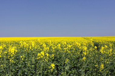 Landscape of a rape fields in bloom in spring in the countryside