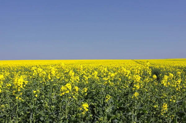 Landscape of a rape fields in bloom in spring in the countryside — Stock Photo, Image