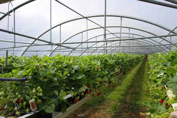 Cultivo en un invernadero de fresas y fresas — Foto de Stock