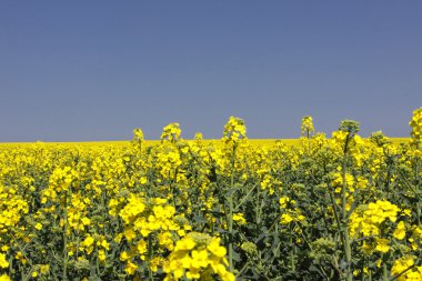 Landscape of a rape fields in bloom in spring in the countryside