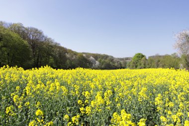 Landscape of a rape fields in bloom in spring in the countryside