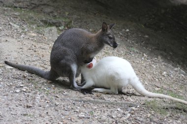 Annesi emme sürecinde albino wallaby