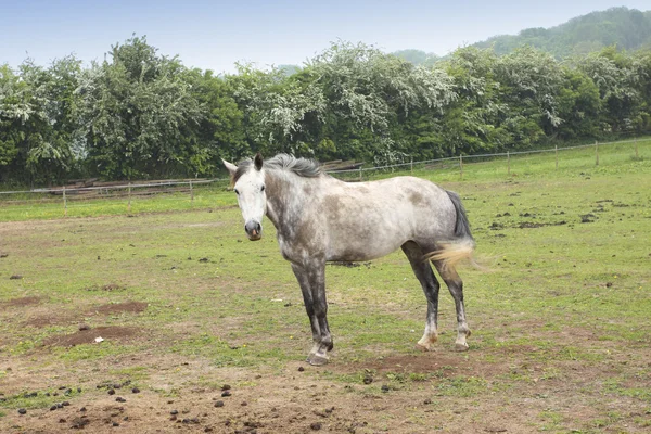 春の分野で若い馬 — ストック写真