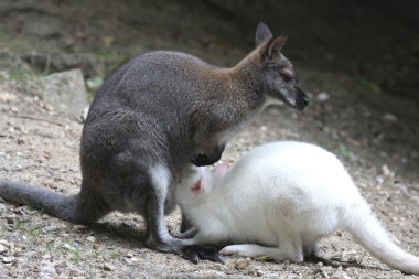 Annesi emme sürecinde albino wallaby