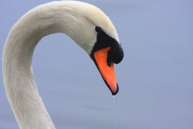 Close-up portrait of a swan's head clipart