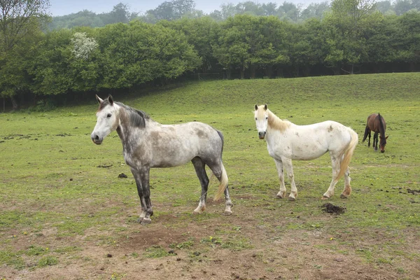 Cavalli giovani in un campo in primavera — Foto Stock