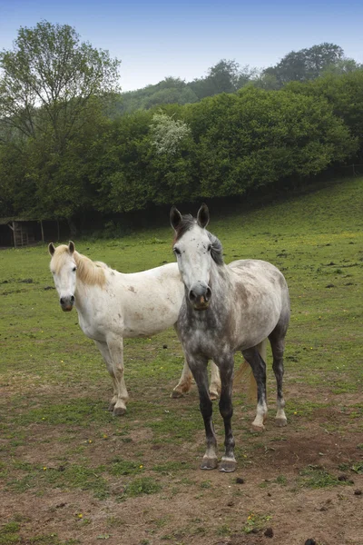 Cavalos jovens em um campo na primavera — Fotografia de Stock