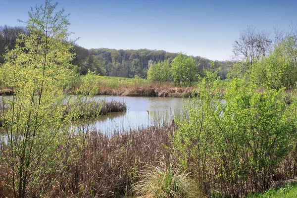 芦苇和树木包围的小湖 — 图库照片