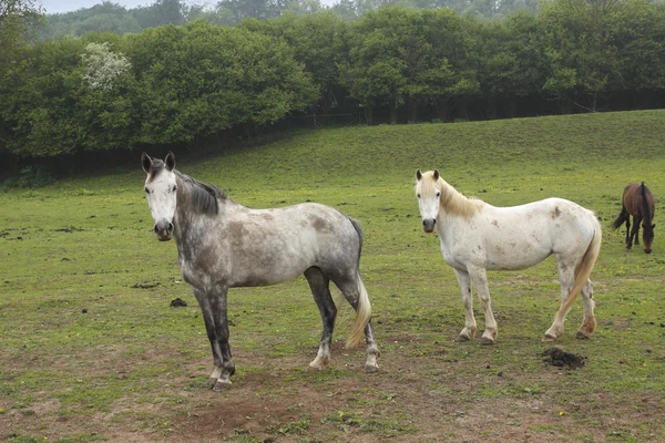 Cavalli giovani in un campo in primavera — Foto Stock