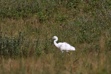 Küçük ak balıkçıl, aigrette garzette