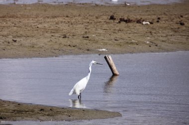 Küçük ak balıkçıl, aigrette garzette