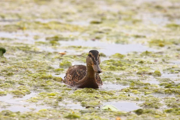 Jovem mallard fêmea, cana de pato — Fotografia de Stock