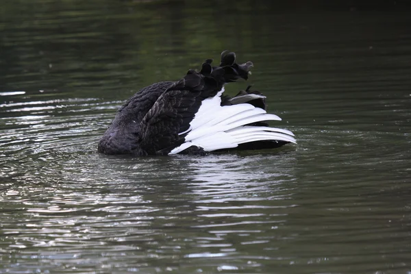 Чёрный лебедь, анатиды — стоковое фото