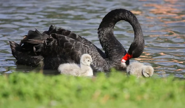 Young black swan, cygnets anatidae — Stock Photo, Image