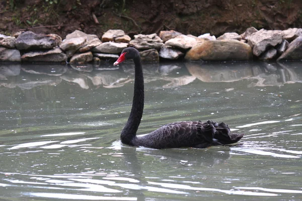 Cisne negro, anatidae —  Fotos de Stock